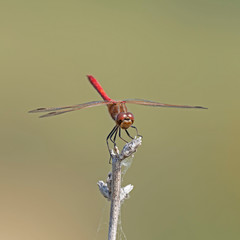 The yellow-winged darter (Sympetrum flaveolum) is a dragonfly Family Libellulidae. 