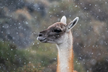 Obraz premium Guanaco eating in Torres del Paine
