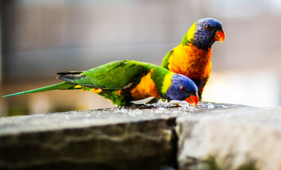 Rainbow birds