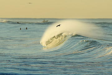 Empty waves with bird flying and surfers in the back