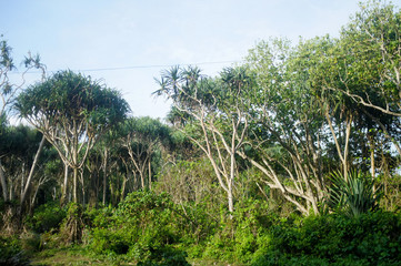 palm trees in the forest