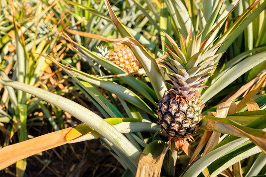 Pineapple Produce in Farm