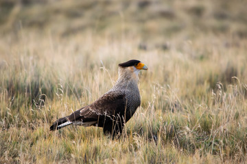 Obraz premium shoes with heels in black and white background
