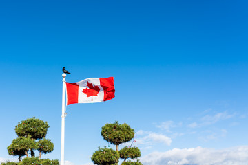 Flag of Canada flying and waving against a blue sky.