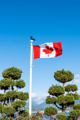 Flag of Canada flying and waving against a blue sky.