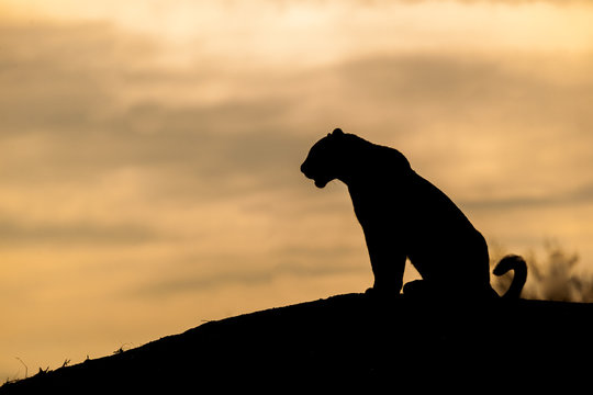 The silhouette of a leopard, Panthera pardus, sitting on a mound, sunset sky
,Londolozi Game Reserve