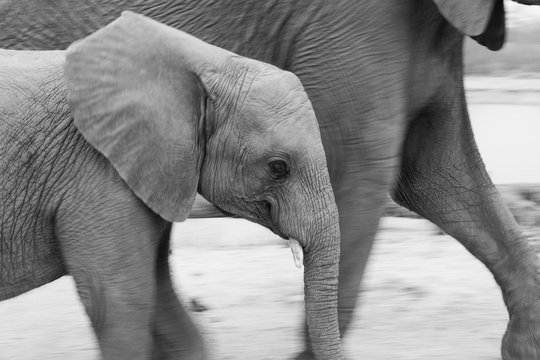 A young elephant, Loxodonta africana, walks side by side with another elephant, black and white image
,Londolozi Game Reserve