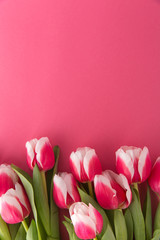 Pink tulips on the pink background. Copy space.