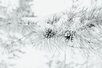 snow covered branches