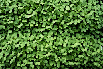 Close up of garden cress