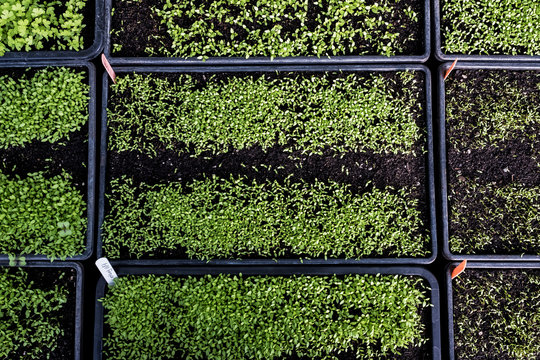 High angle close up of crates with a selection of freshly planted seedlings.