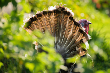 Professional close up portrait of a turkey on the grass in the sunlight