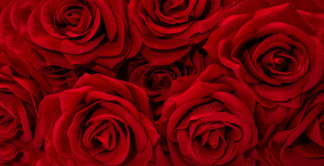 Background of bright red velvet roses.
