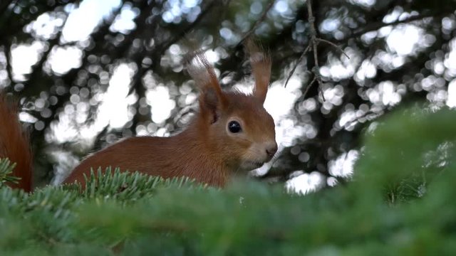 eichh&ouml;rnchen auf tannenzweig erstarrt