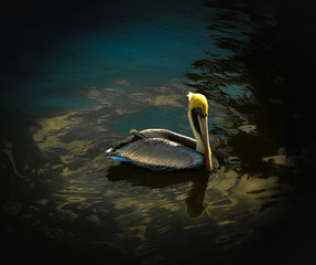 pelican swimming in the water