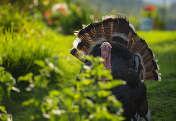 Professional close up portrait of a turkey on the grass in the sunlight