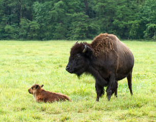 a buffalo cow with calf at a farm in Maryland, USA
