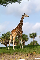 giraffe in a wild life preserve