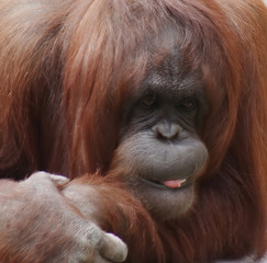 a female orangutan making funny face