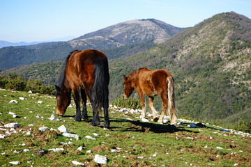 Fototapeta na wymiar Grazing wild horses on the top of the mountain
