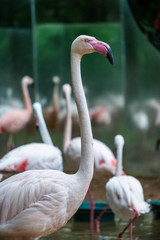 Greater flamingo, Phoenicopterus roseus, Bird Park, Foz do Iguacu, Brazil