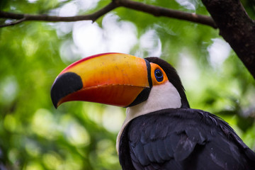Toco toucan or common toucan, Bird Park, Foz do Iguacu, Brazil