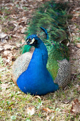 Obraz premium Beautiful peacock basking in the sun