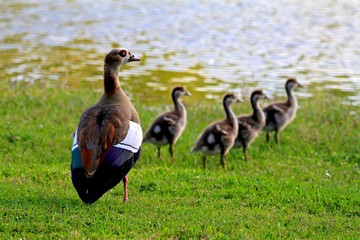 Egyptian geese family
