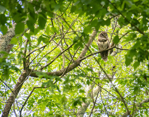 Adult Barred Owl watching over nesting site in nature park in Roswell Georgia.