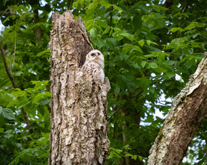 Baby Barred Owlet at nesting site in nature park in Roswell Georgia.