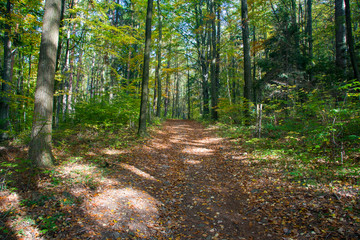 Fototapeta premium Forest road set by autumn leaves and illuminated by sun rays