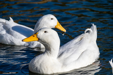 White pekin ducks swimming on a lake
