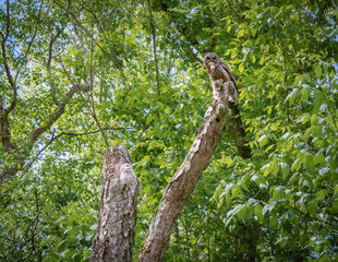 Mother Barred Owl bringing food to owlet at nesting site.