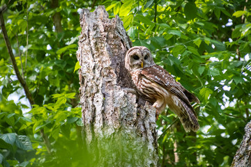 Mother Barred Owl at nest site in Roswell Georgia.