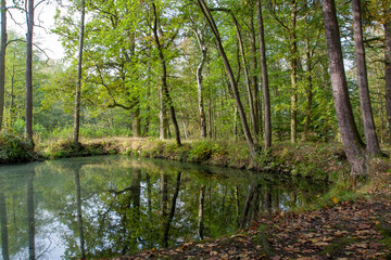 Fototapeta na wymiar Small forest lake reflecting treetops like a mirror