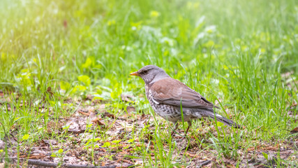 Fieldbird in a green meadow with a blurred background.