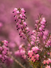 Blühendes, aus Nordafrika stammendes Heidekraut (Wimpernheide- Erica ciliaris).