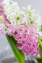 zwei Hyainthen weiß und rose