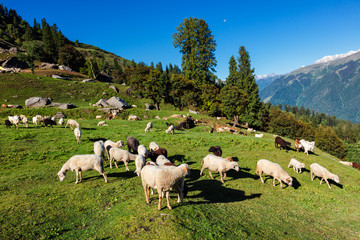 Fototapeta premium Flock of sheep in the Himalayas