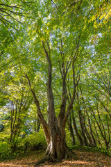 Obraz premium Beautiful big old tree with green leaves in the forest. Vertical view