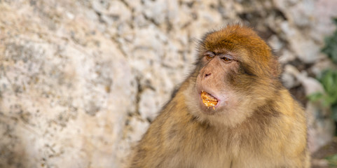 the monkey eats the pastry from the tourist
