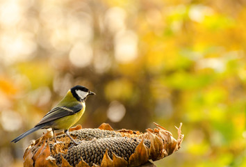 Great tit birds eating sunflower seeds from dry flower in a autumn garden. Fall seasonal background with smart little birds.
