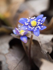 Violett bl&uuml;hende Leberbl&uuml;mchen (Siebenb&uuml;rgisches Leberbl&uuml;mchen- Hepatica transsilvanica) im Fr&uuml;hling.