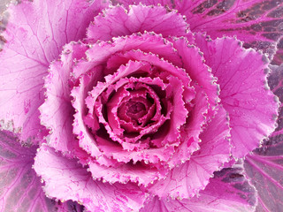 Cabbage Flower. Purple Cauliflower. Brassica Oleracea. Violet Cabbage vegetables vegetarian and vegan food.