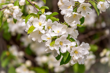 White blossoming apple trees.