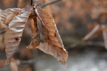 leaves in the fall