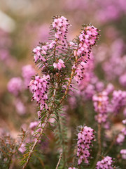 Kleine Zweige des violett blühenden Heidekrautes (Schneeheide- Erica carnea).