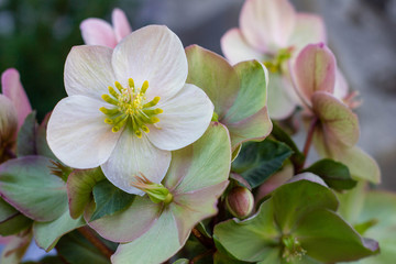 Schneerose blüht auf in weiß und grünlich mit grünen Blätter