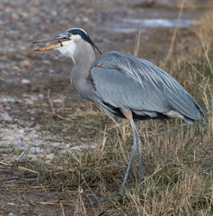 Heron Eating