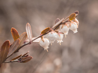 Weiß blühender Zweig Heidekraut (Zwerglorbeer- Chamaedaphne calyculata).